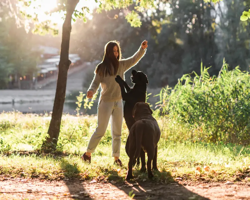 Why dogs eat grass and whether you should be concerned