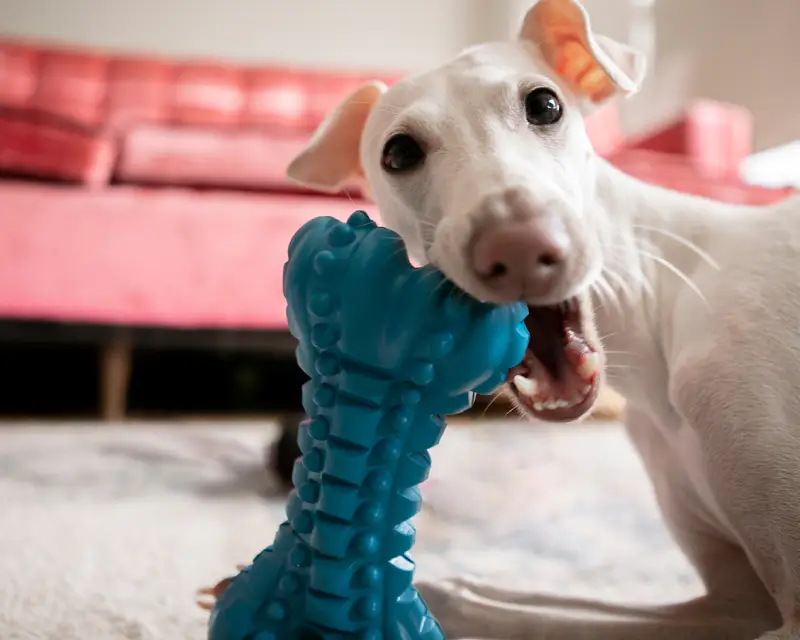 How to set up the right space for your dog at home